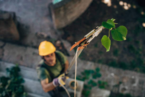 How Our Tree Care Process Works  in  Mclendon Chisholm, TX